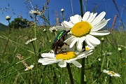 05 Cetonia dorata (Cetonia aurata), 'maggiolino verde' su margherite